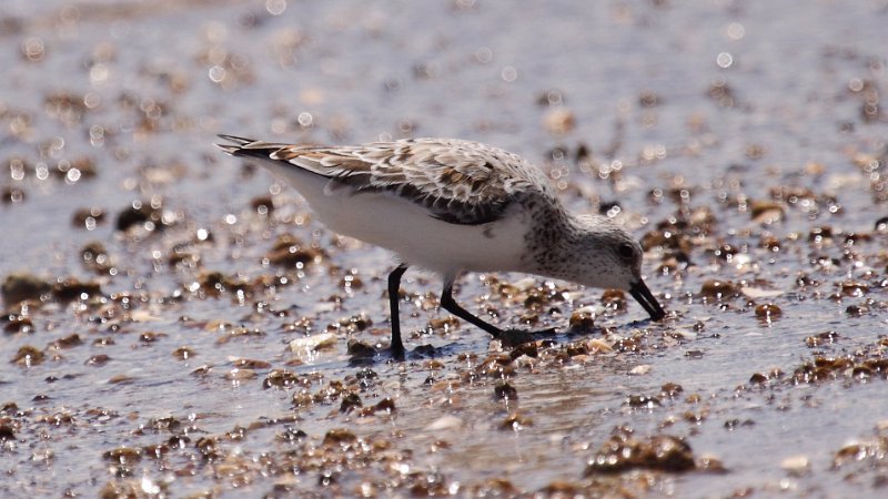 Sanderling High Island_2010_04_24_3875.JPG